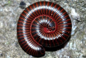 millipede