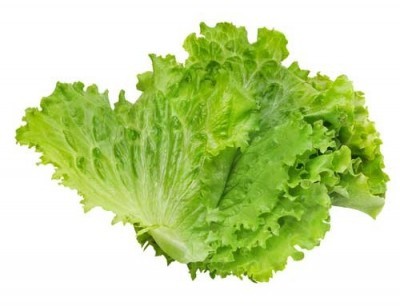 leaf-lettuce