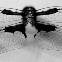 dragonfly bw