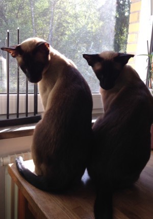 De här två. De deppar för att solen står lägre och de inte kan sola sig lika mycket längre