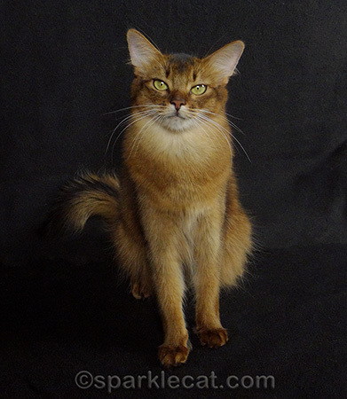 I'm a happy cat - can you tell I'm smiling?