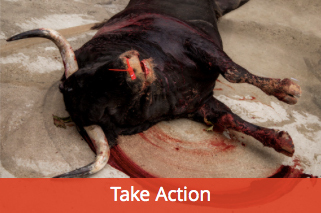 Take Action