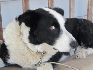 Photo by Geoff Walker