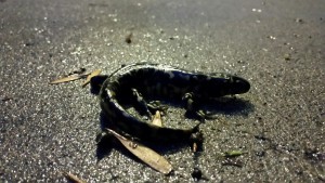 Salamander 9-24-15