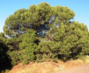 New Mexico Pinon Pine