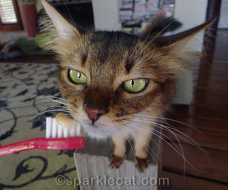 Cat toothpaste is pretty tasty!