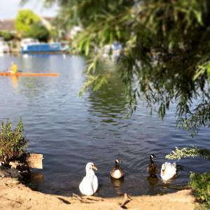 Focusing on the ducks in the foreground 