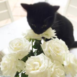 Harry stopping to smell the roses