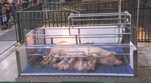 newborn piglets