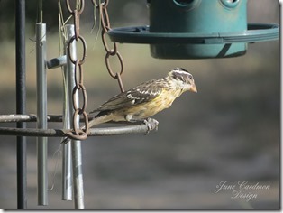Grasshopper_Sparrow