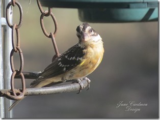 Grasshopper_Sparrow2
