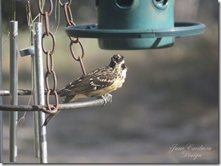 Grasshopper_Sparrow_back