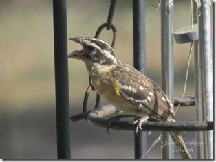 Grasshopper_Sparrow_beakopen