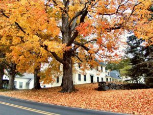 Fall tree