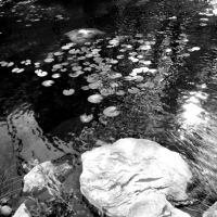 koi bw