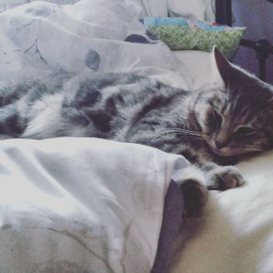 Lazy morning, Zelda-style