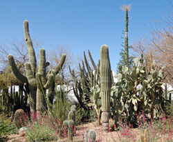 Arizona's Signature Saguaro Cactus