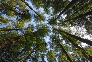 Oregontrees