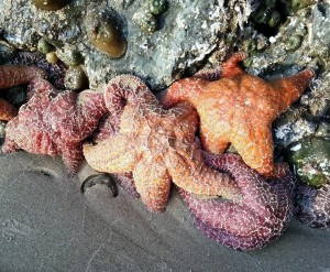 Seastars