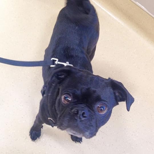 11950513_434849300032257_60067627_n