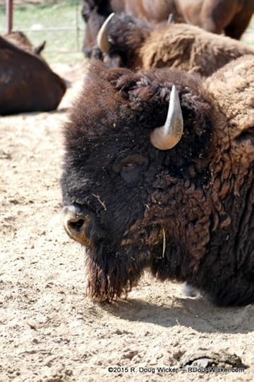 Posing for a Buffalo Head Nickel?