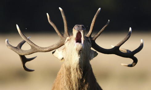 A red deer stag roars in Richmond Park, London.