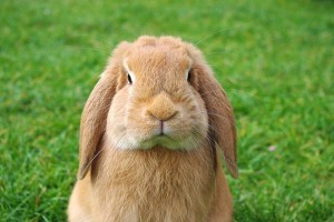 surprising-things-that-bunnies-do10