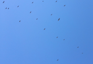 Turkey vulture migration