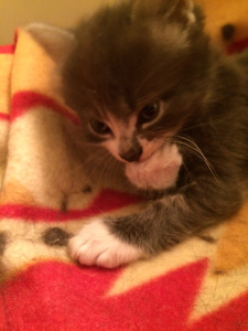 kitty2