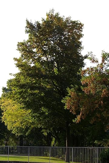 Tree Project - image 19