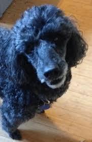 Image result for gaelic speaking dog