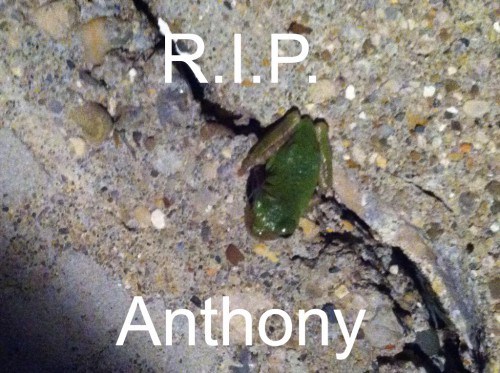 Frog- RIP Anthony