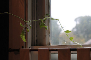 Jane Austen, tomato vine anchor
