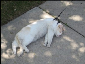 ~Harness Paralyzation~