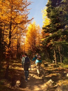 The first sight of the golden Larch trees!