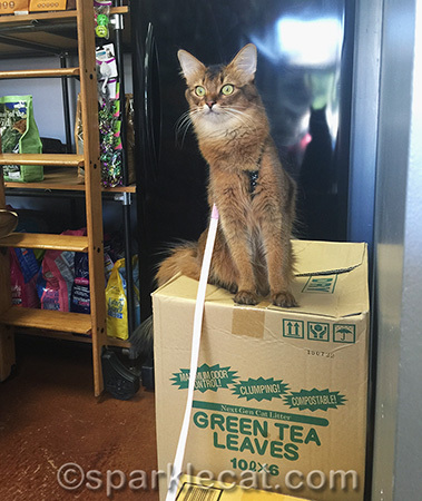 I'm still wondering what Green Tea Leaves cat litter is like!
