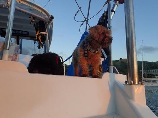 Dangerous boat dogs