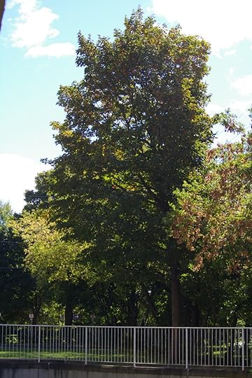 Tree Project - image 20