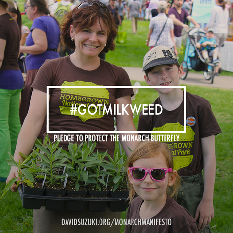 Photo: Help get milkweed onto the shelf next spring!