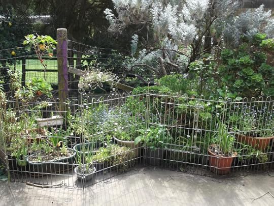 Kitchen Garden
