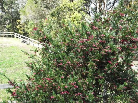 Grevillia