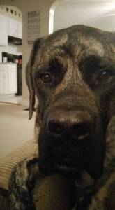 11999095_682276171871879_8184670671193991810_n