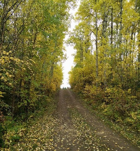 Photo: How to leave the leaves