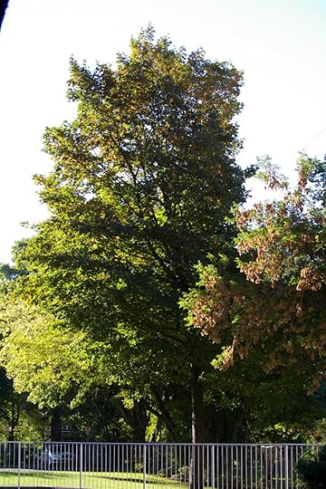 IMGP7004