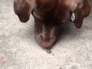 Rosie vs Beetle