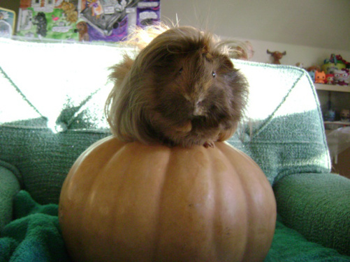 I thought about entering Danger Crumples in a pageant once. Based on his last vet experience, in which not only the staff, but also the other patients and their owners were very taken with him, he would beat any and all human contestants. 