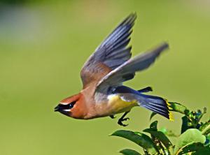 writer, author, self pub, indie pub, am writing