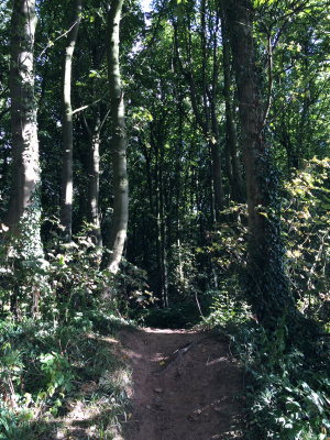 It may just look like a bump in the path, but it's actually an Iron Age rampart - Fox Wood, Nottinghamshire.