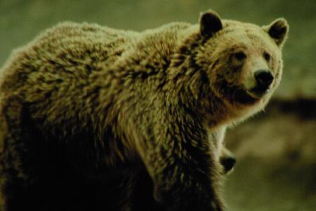 Grizzly bear from page 344 of Yellowstone Treasures, 4th ed.