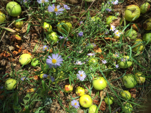apples